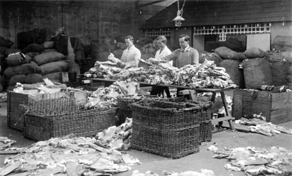 Historical rabbit grading  furs in the 1930's